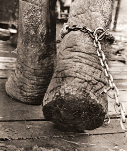 Elephant Legs [Takashi Miyake,  from Nippon Camera September 1953] Thumbnail Images