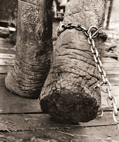 Elephant Legs [Takashi Miyake,  from Nippon Camera September 1953]