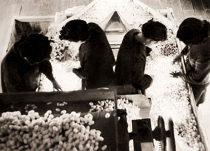 生糸工場にて [酒田一二, 日本カメラ 1953年9月号より]のサムネイル画像
