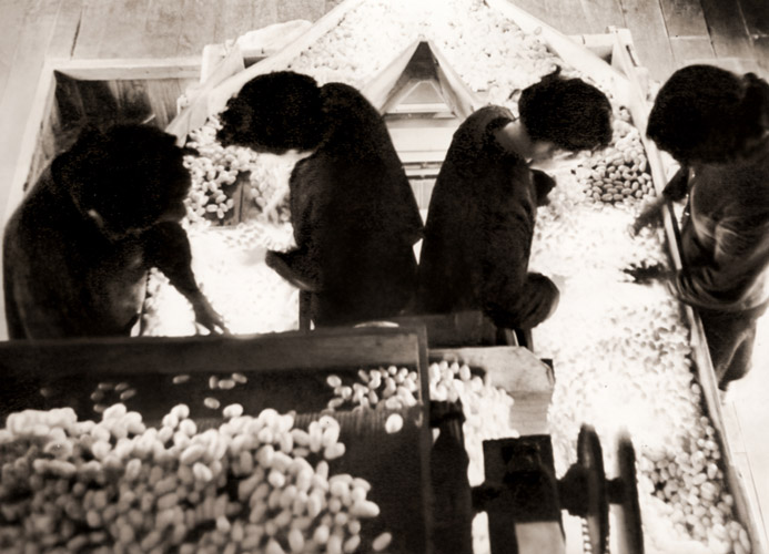 生糸工場にて [酒田一二, 日本カメラ 1953年9月号より] パブリックドメイン画像 