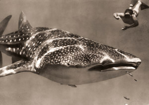 クジラザメと潜水者 [ハンス・ハース, アサヒカメラ 1955年10月号より]のサムネイル画像