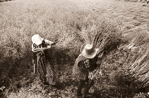 青森の女（菜種を収穫する農婦） [浜谷浩, アサヒカメラ 1955年10月号より]のサムネイル画像