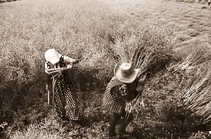 青森の女（菜種を収穫する農婦） [浜谷浩, アサヒカメラ 1955年10月号より] パブリックドメイン画像 