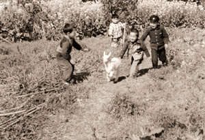 子ヤギの散歩 [伊藤澄江, カメラ毎日 1954年8月号より]のサムネイル画像