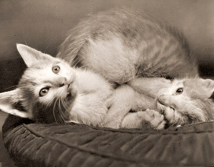 ネコ [鈴木良策, カメラ毎日 1954年8月号より]のサムネイル画像