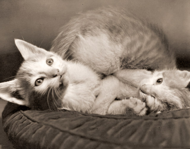 ネコ [鈴木良策, カメラ毎日 1954年8月号より] パブリックドメイン画像 