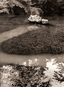 藻（永観堂にて） [杵屋俊二, カメラ毎日 1954年8月号より]のサムネイル画像