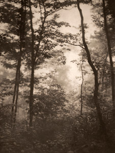 霧の木立 [木村靖子, アサヒカメラ 1939年2月号より]のサムネイル画像