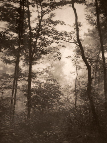 霧の木立 [木村靖子, アサヒカメラ 1939年2月号より] パブリックドメイン画像 