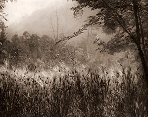 夏隣 [市川盛尾, アサヒカメラ 1939年2月号より]のサムネイル画像