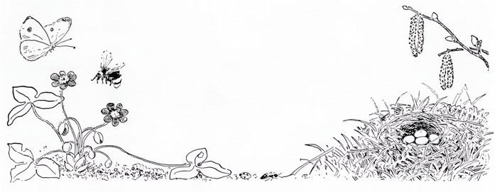 挿絵28 (花に集まる虫たちと鳥の巣の卵） [エルサ・ベスコフ, もりのこびとたちより] パブリックドメイン画像 
