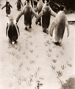 ペンギン（歩いているペンギンと足跡） [ワーナー・ビショフ, アサヒカメラ 1952年8月号より]のサムネイル画像
