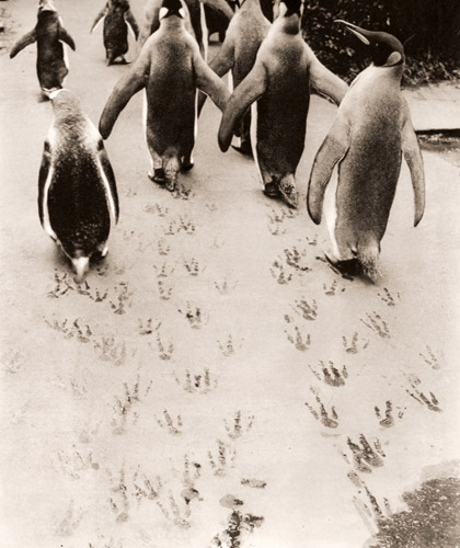 ペンギン（歩いているペンギンと足跡） [ワーナー・ビショフ, アサヒカメラ 1952年8月号より] パブリックドメイン画像 