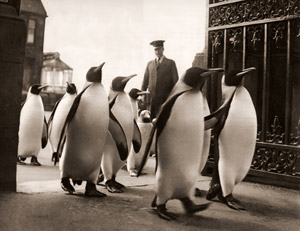 ペンギン（行進しているペンギンたち） [ワーナー・ビショフ, アサヒカメラ 1952年8月号より]のサムネイル画像