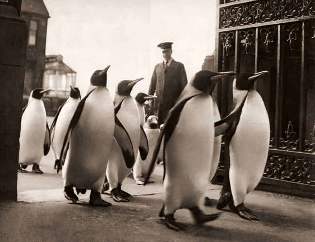 ペンギン（行進しているペンギンたち） [ワーナー・ビショフ, アサヒカメラ 1952年8月号より] パブリックドメイン画像 