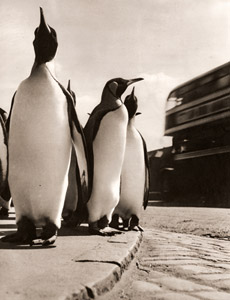ペンギン（キングペンギン） [ワーナー・ビショフ, アサヒカメラ 1952年8月号より]のサムネイル画像