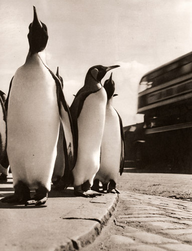 ペンギン（キングペンギン） [ワーナー・ビショフ, アサヒカメラ 1952年8月号より] パブリックドメイン画像 