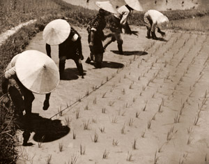田植え [和田義廣, 1934年, アサヒカメラ 1935年6月号より]のサムネイル画像