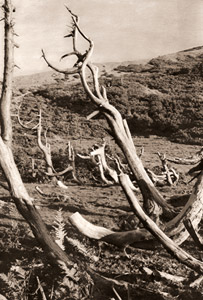 ドンデン山（枯れ木） [浜谷浩, 1950年10月号より]のサムネイル画像