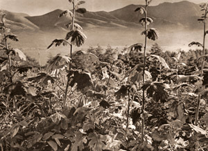朝 [近藤宏, 1950年10月号より]のサムネイル画像