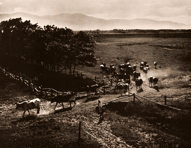 放牧を終つて [松永良教, アサヒカメラ 1950年10月号より] パブリックドメイン画像 