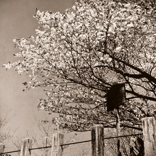 金龍桜 [片岡靖文, アサヒカメラ 1941年9月号より] パブリックドメイン画像 