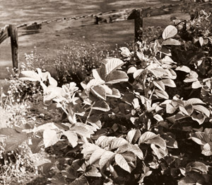 はまなす [戸島寬, アサヒカメラ 1941年9月号より]のサムネイル画像