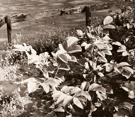 はまなす [戸島寬, アサヒカメラ 1941年9月号より] パブリックドメイン画像 