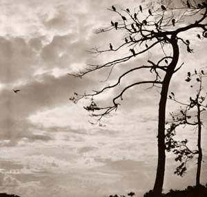 鵜の群棲 [加賀敏夫, アサヒカメラ 1941年9月号より]のサムネイル画像