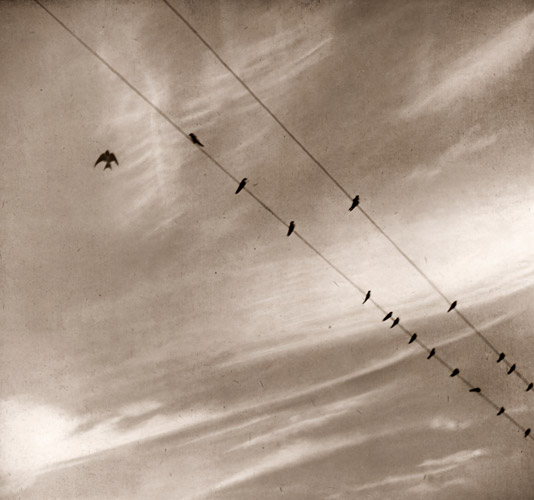 Barn Swallows [Kōyō Okada,  from Asahi Camera September 1941]