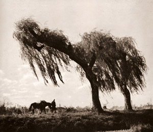 初秋 [下島勝信, アサヒカメラ 1941年9月号より]のサムネイル画像
