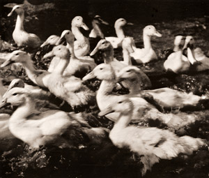 水鳥 [山口節三, アサヒカメラ 1940年8月号より]のサムネイル画像
