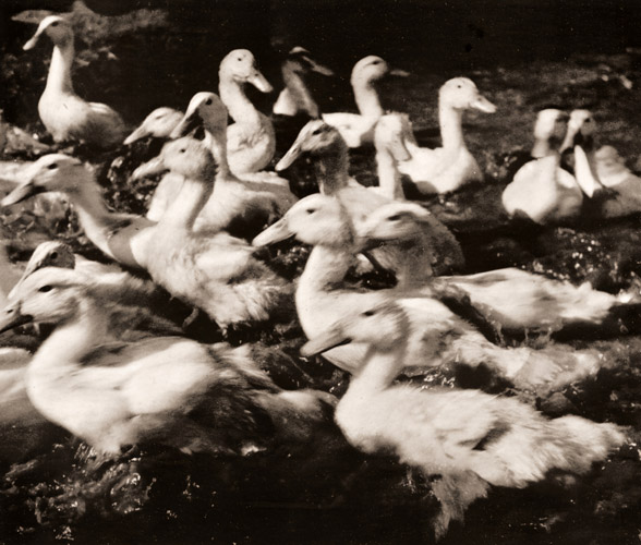 水鳥 [山口節三, アサヒカメラ 1940年8月号より] パブリックドメイン画像 