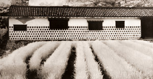 初夏 [中藤敦, アサヒカメラ 1940年8月号より]のサムネイル画像