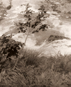 渓流 [雲井信男, アサヒカメラ 1938年10月号より]のサムネイル画像