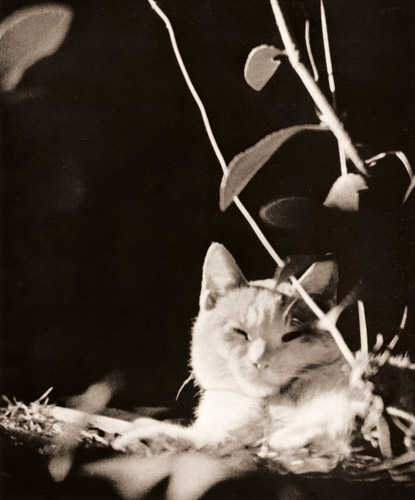 無題（猫） [塩地敏治, アサヒカメラ 1938年10月号より] パブリックドメイン画像 