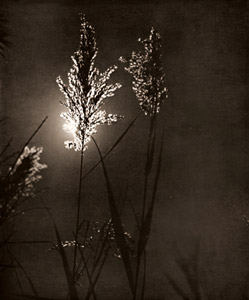 秋 [平井輝七, アサヒカメラ 1935年11月号より]のサムネイル画像