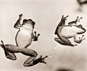 河鹿 [山本三郎, アサヒカメラ 1935年11月号より]のサムネイル画像