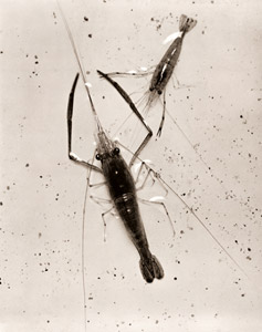 川ゑび [小足良之助, アサヒカメラ 1935年11月号より]のサムネイル画像