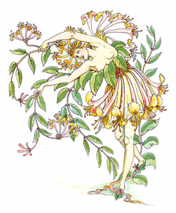 ニオイニンドウ （夏の夜の夢） [ウォルター・クレイン, シェイクスピアの花園より]のサムネイル画像