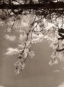 藤花 [井上良次郎, アサヒカメラ 1935年7月号より]のサムネイル画像