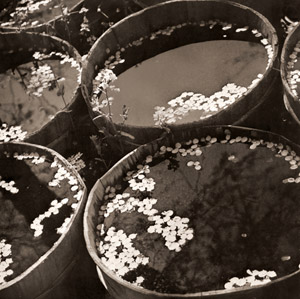 落花 [大西素淵, アサヒカメラ 1935年7月号より]のサムネイル画像