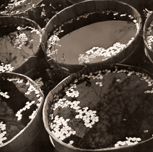 落花 [大西素淵, アサヒカメラ 1935年7月号より] パブリックドメイン画像 