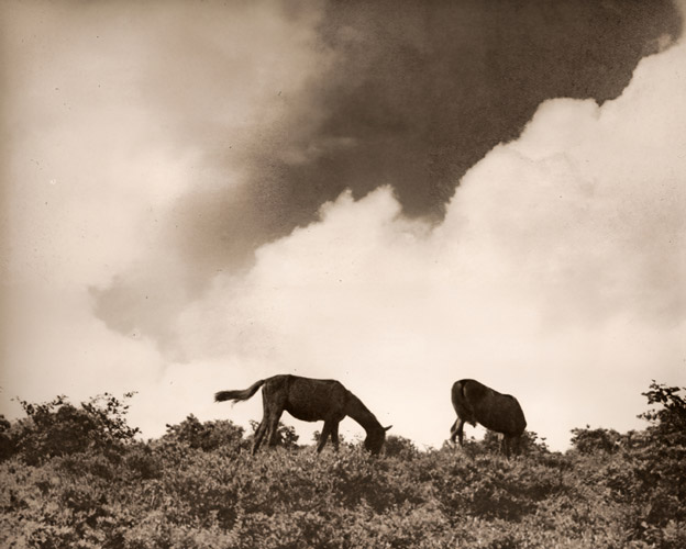 放牧 [渋谷龍吉, アサヒカメラ 1938年11月号より] パブリックドメイン画像 