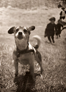 愛犬 [大谷義雄, アサヒカメラ 1938年11月号より]のサムネイル画像