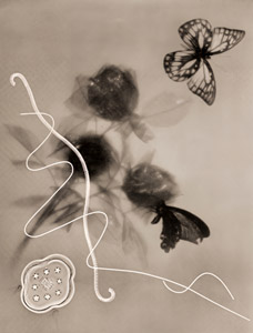 ドスタリス [中山岩太, アサヒカメラ 1936年7月号より]のサムネイル画像