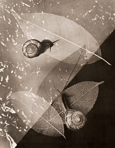 マイマイツブリ [紅谷吉之助, アサヒカメラ 1936年7月号より]のサムネイル画像