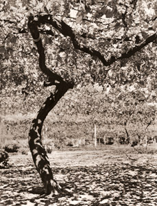葡萄園 [魚住励, アサヒカメラ 1952年2月号より]のサムネイル画像