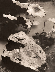 蓮（苔寺の池） [木村伊兵衛, アサヒカメラ 1952年2月号より]のサムネイル画像