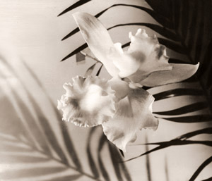 カトレア [大内英吾, アサヒカメラ 1953年1月号より]のサムネイル画像